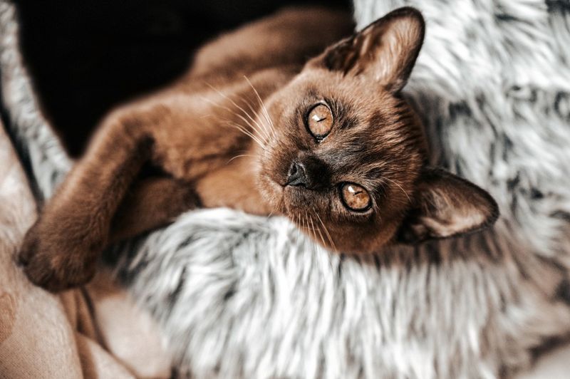 Burmese's Silken Splendor