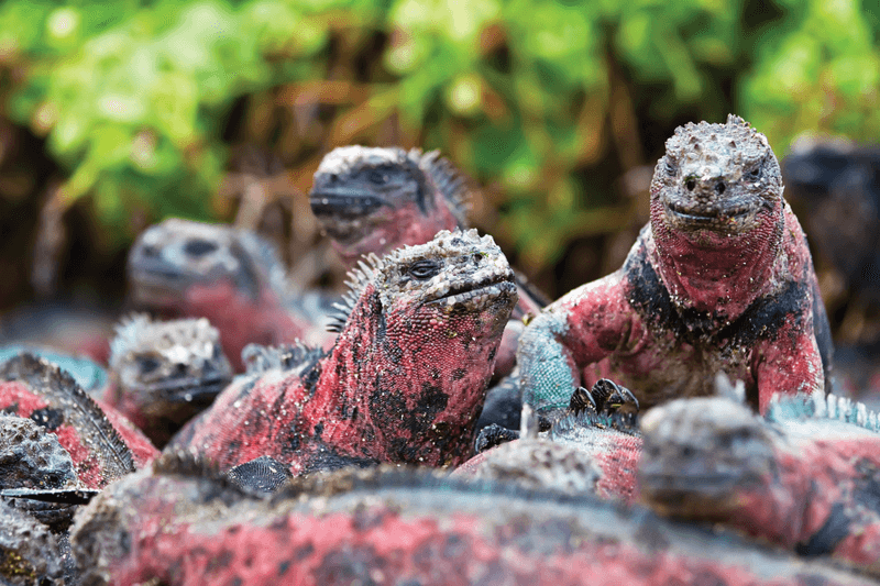 Galápagos National Park, Ecuador