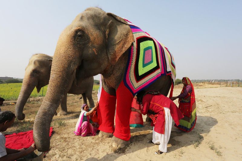 Wildlife SOS Elephant Conservation And Care Center In India