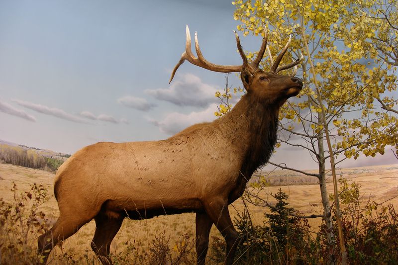 Merriam's Elk: Lost Giant Of The Southwest