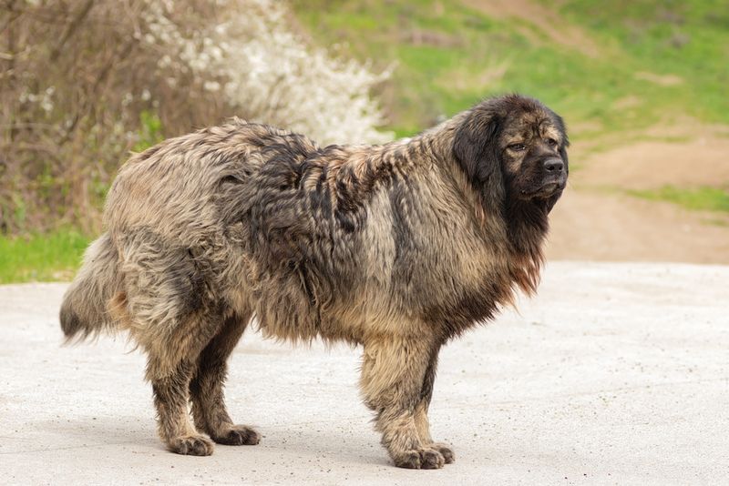 Caucasian Shepherd: Massive Guardian With Intense Needs
