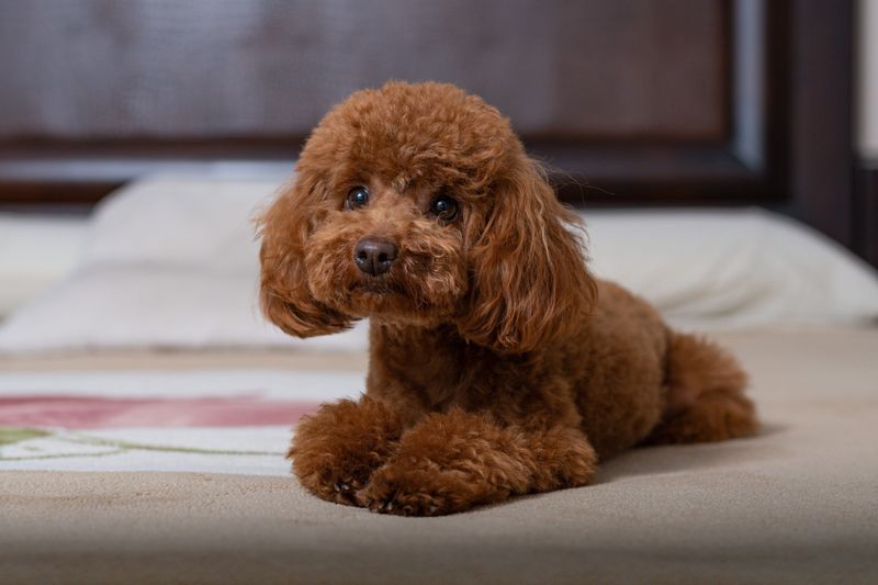 Toy Poodles