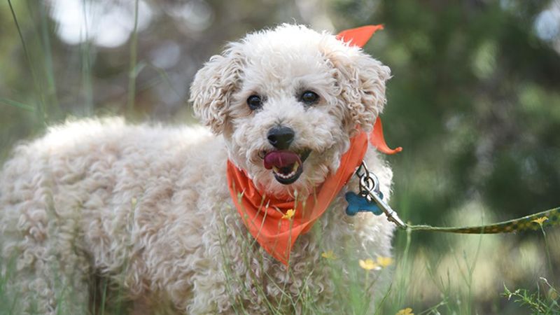 Poodles: Smart Second-Chancers