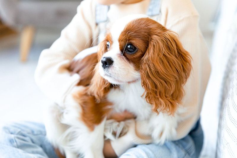 Cavalier King Charles Spaniels: Royal Lap-Warming Experts