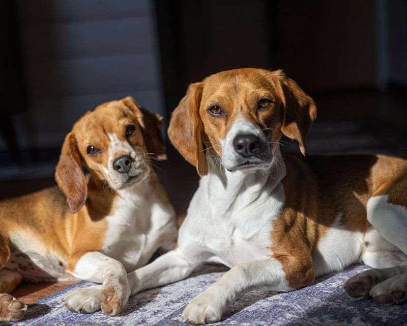 Beagles: Better In Bunches