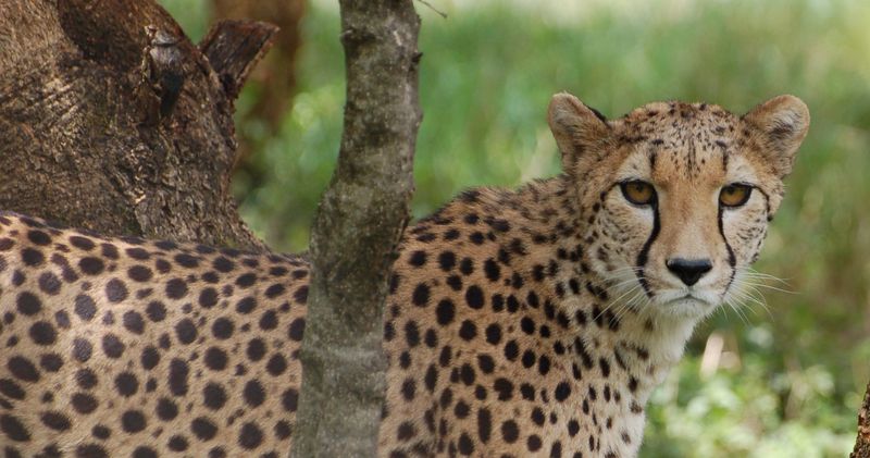 Human Encroachment On Wildlife Corridors