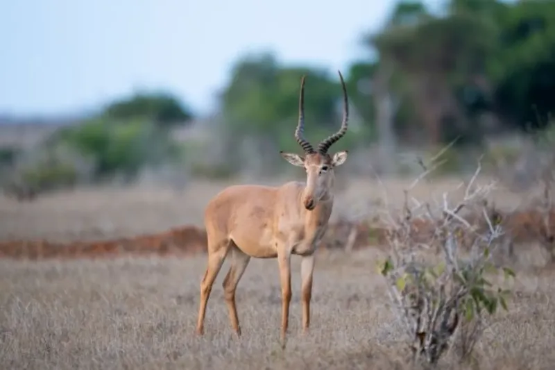 Conservation Efforts