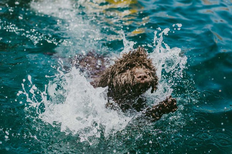 Spanish Water Dog