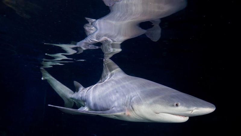Bizant River Shark: Queensland's Mystery Predator