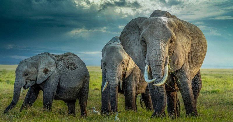 Elephants: Wise Land Giants