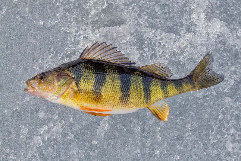 Yellow Perch 