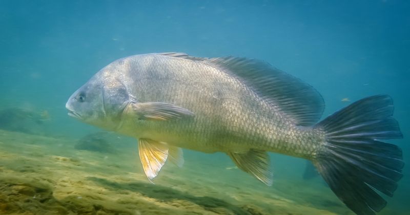 Freshwater Drum