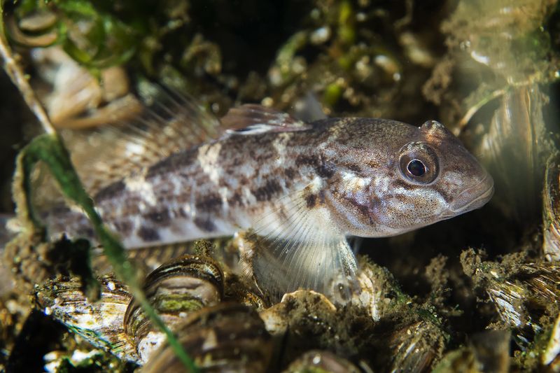 Round Goby