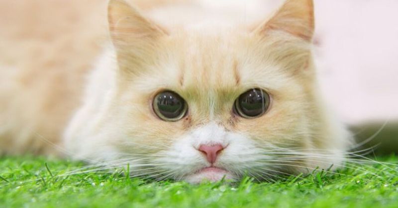 Minuet (Napoleon): Royal Charm In Miniature