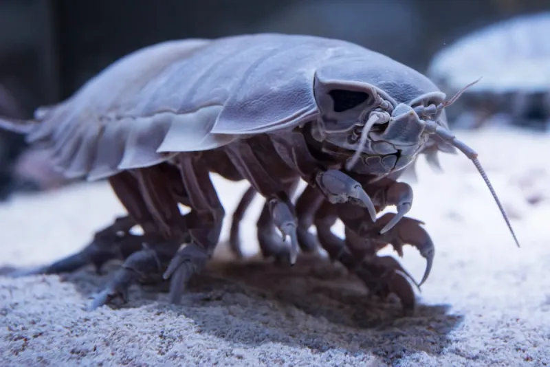 Isopods