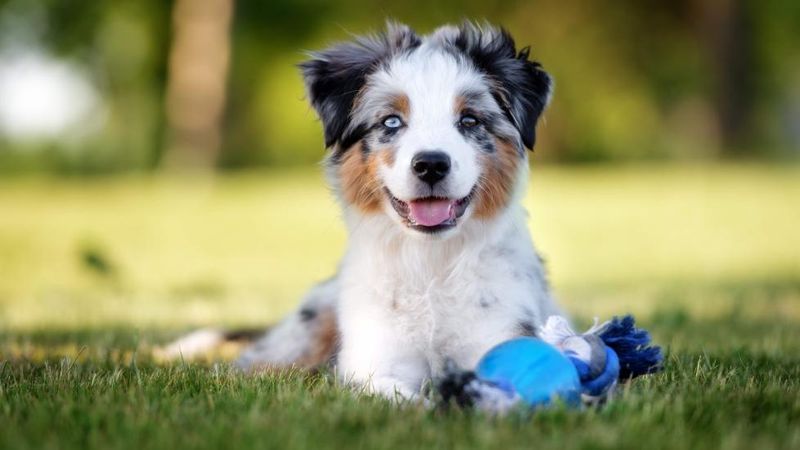 Miniature American Shepherd