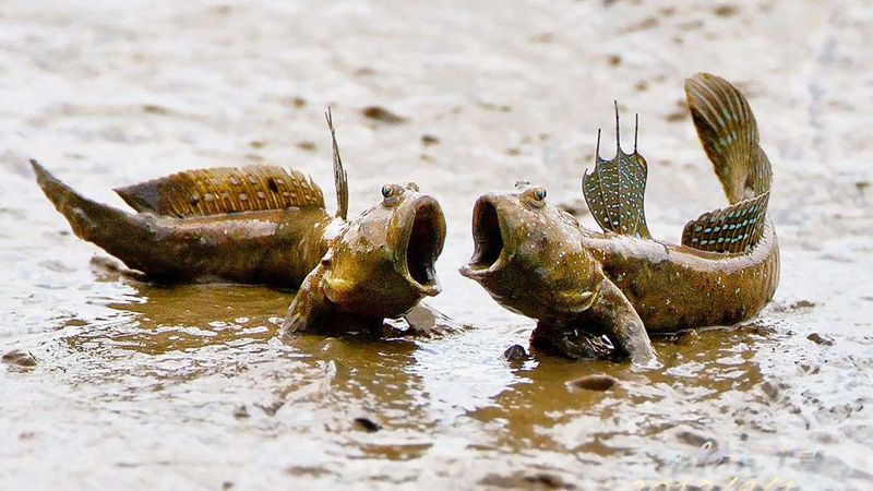 Burrows Became Shelter And Survival Tools