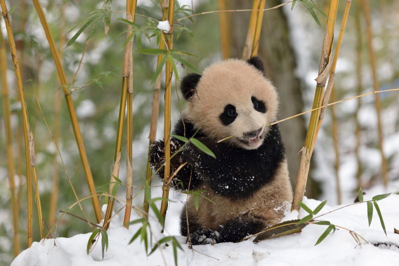 Meigu Dafengding Nature Reserve – Sichuan, China