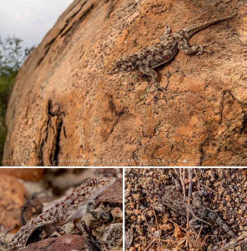 Locals Thought It Was A Mammal – It Wasn't