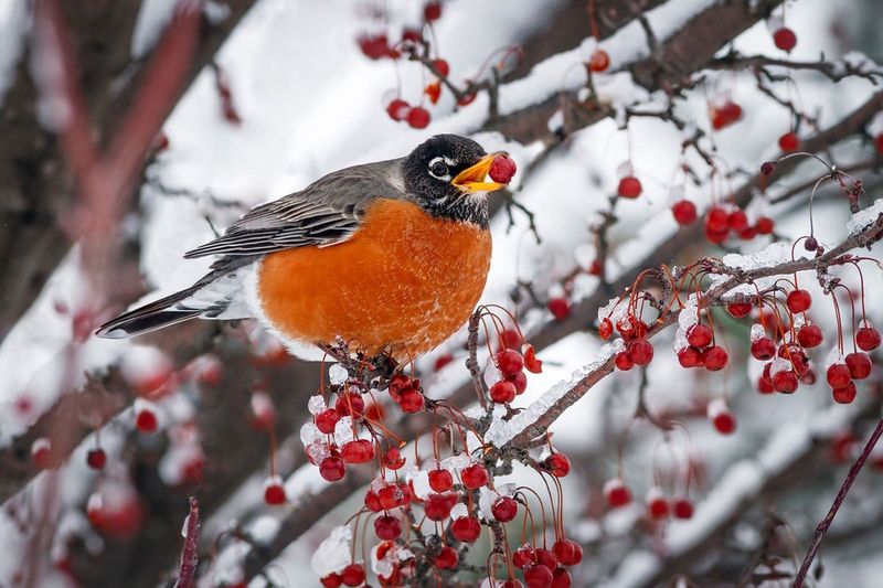 Early Winter: Reliance On Berries
