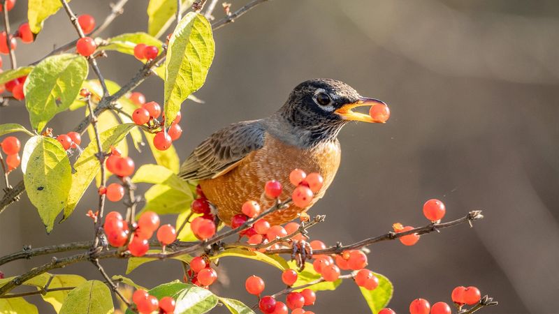 Early Fall: Increased Fruit Consumption