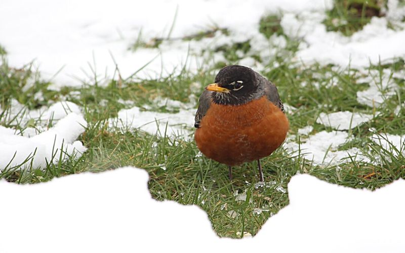 Early Spring: Return To Insects