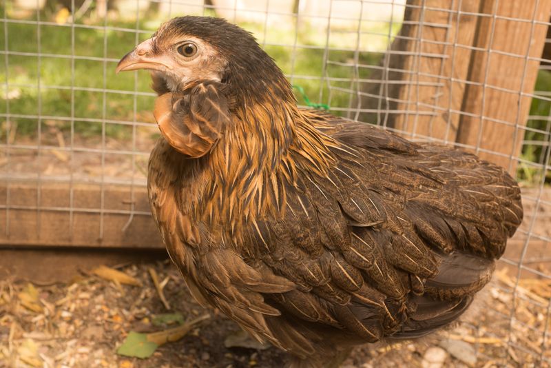 Araucana