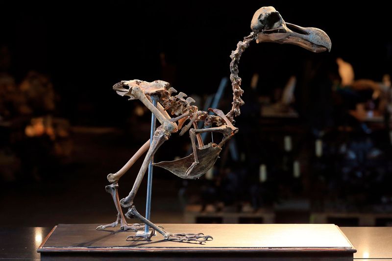 Dinosaur Relatives: The Final Frontier