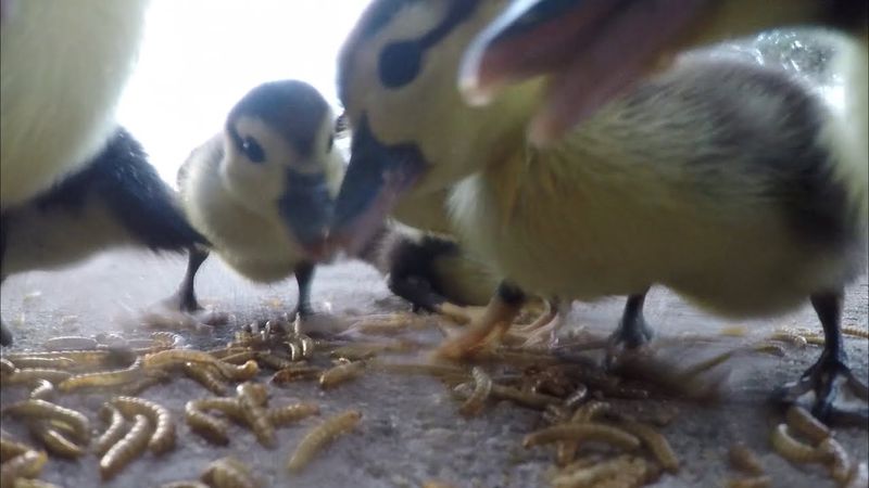 Mealworms