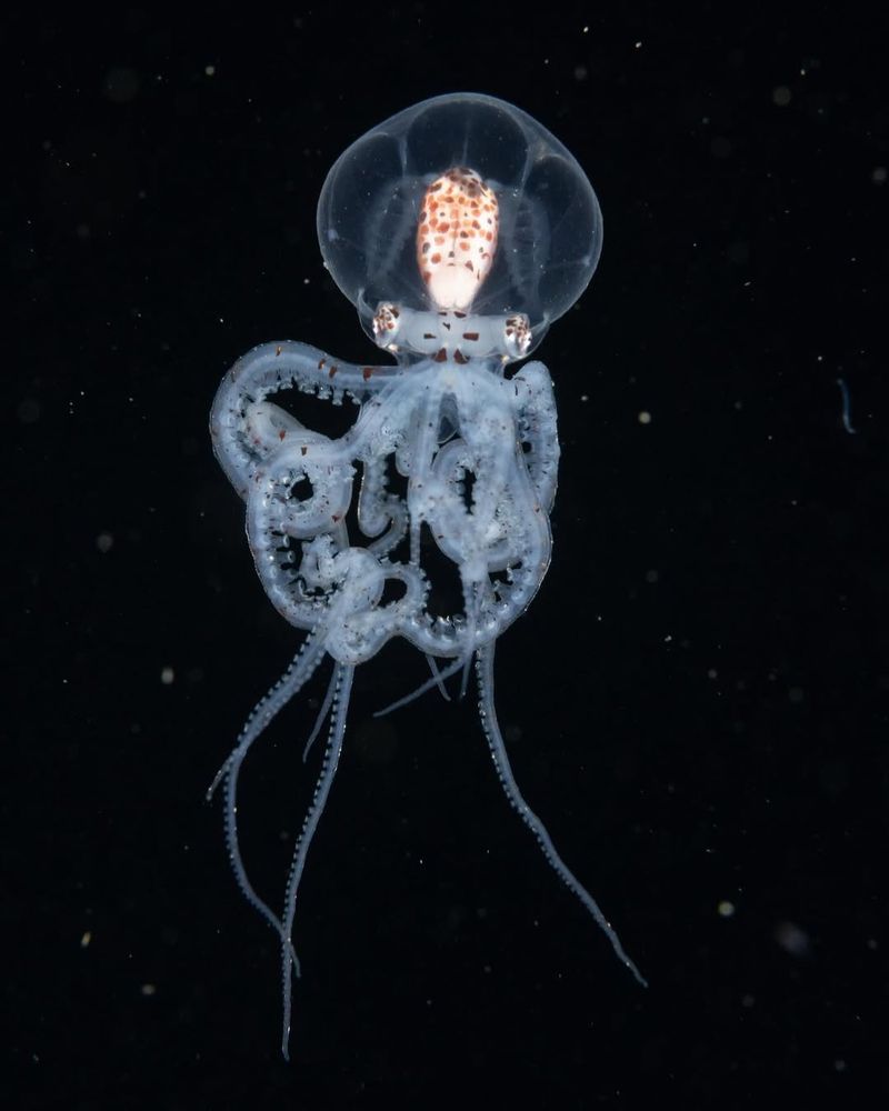 Wunderpus