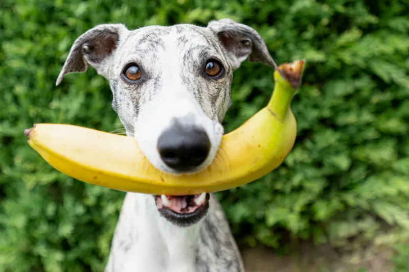 Banana Potassium Boost