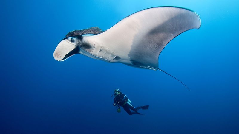 Manta Rays Are The Largest Rays In The Ocean
