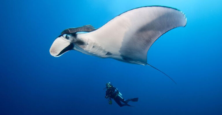 Learn More About Manta Rays, The Majestic Giants Gliding Through The Oceans