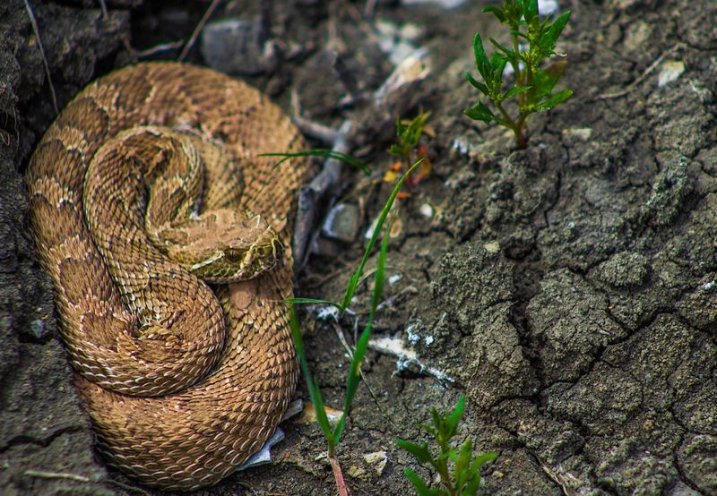Hiking Alone In Snake Country