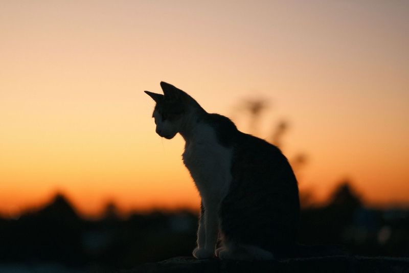 Allowing Nighttime Wandering