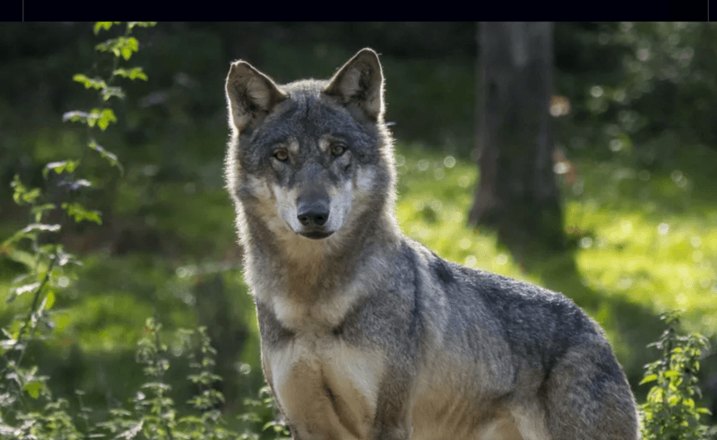 Natural Migration From Eastern Europe