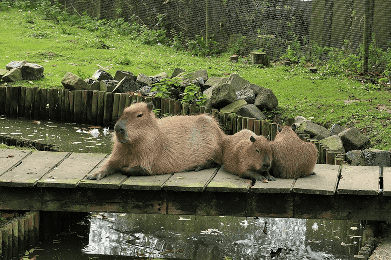 Capybaras Need Lots Of Space