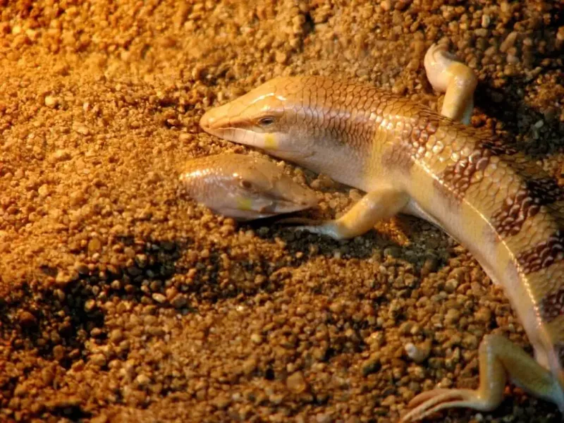 Smooth, Low-Friction Scales