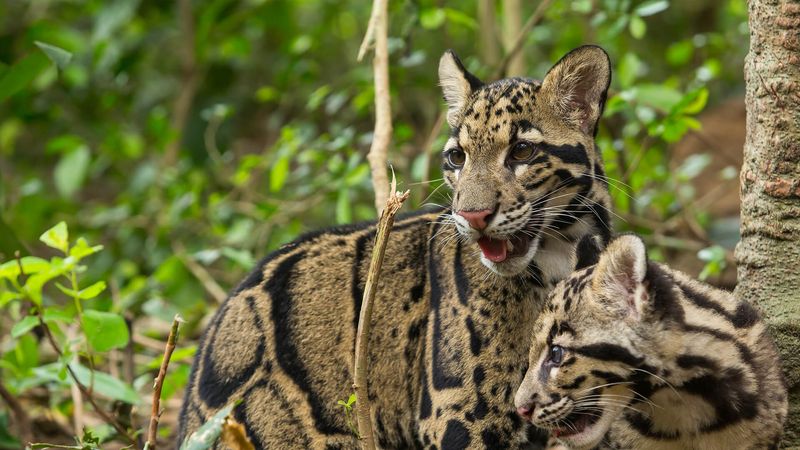 Clouded Leopard's Bird-like Tweets