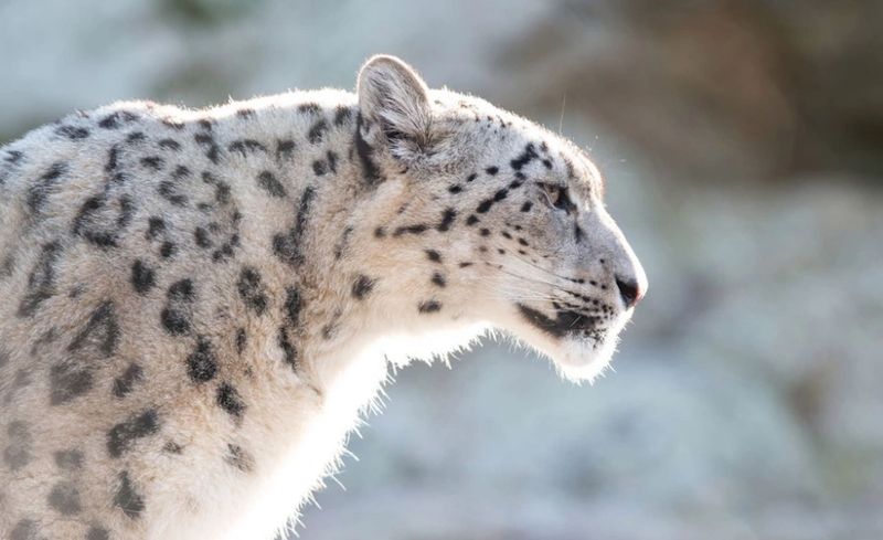 Snow Leopard