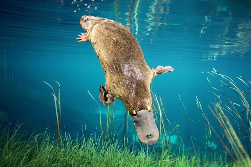 Platypuses