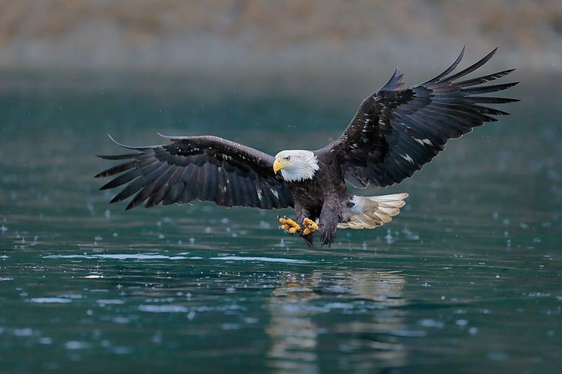 Bald Eagles' Cooperative Fish Herding