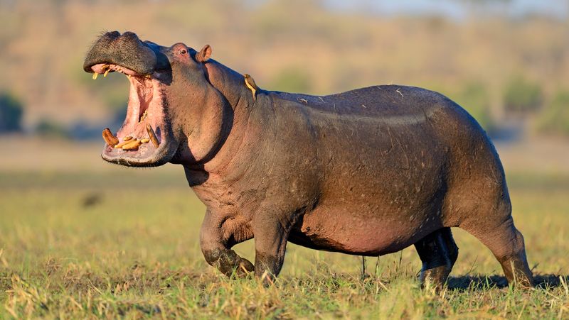 Hippos