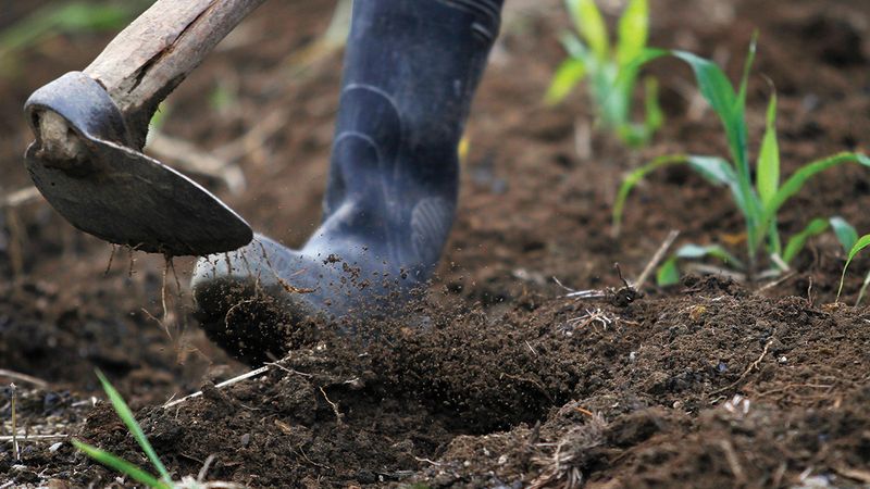 Soil Fertility Was Affected