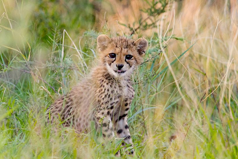 Captive Breeding Considerations