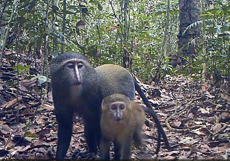 Lesula Monkey