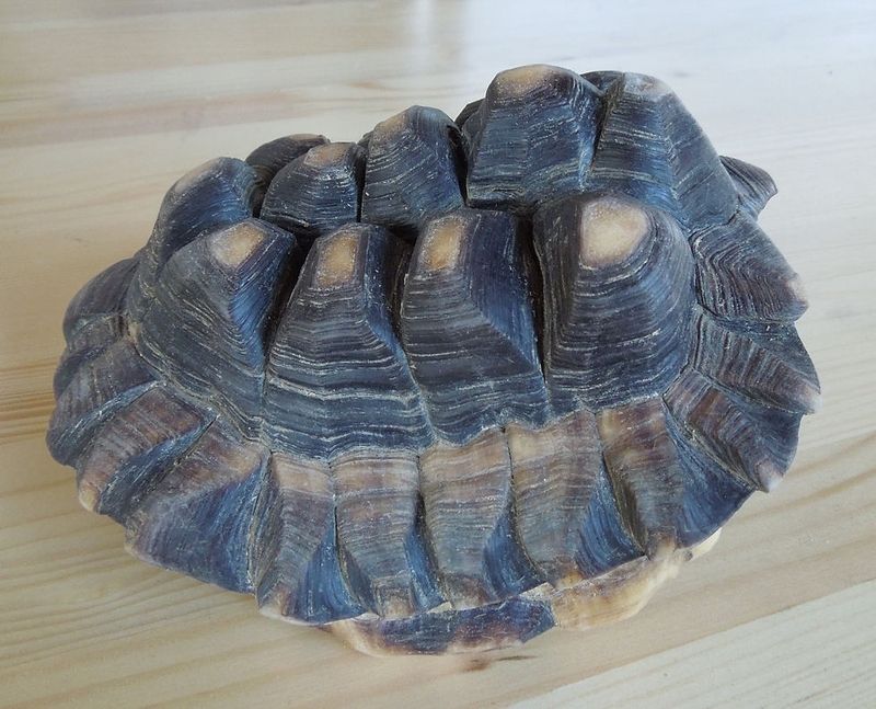 Shell Deformities (Pyramiding)