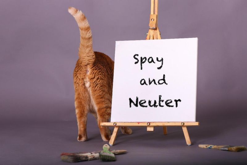 Not Spaying Or Neutering Outdoor Cats