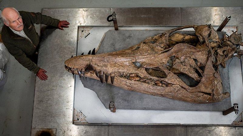 Dragons Of The Ancient World: Fossils Misunderstood?