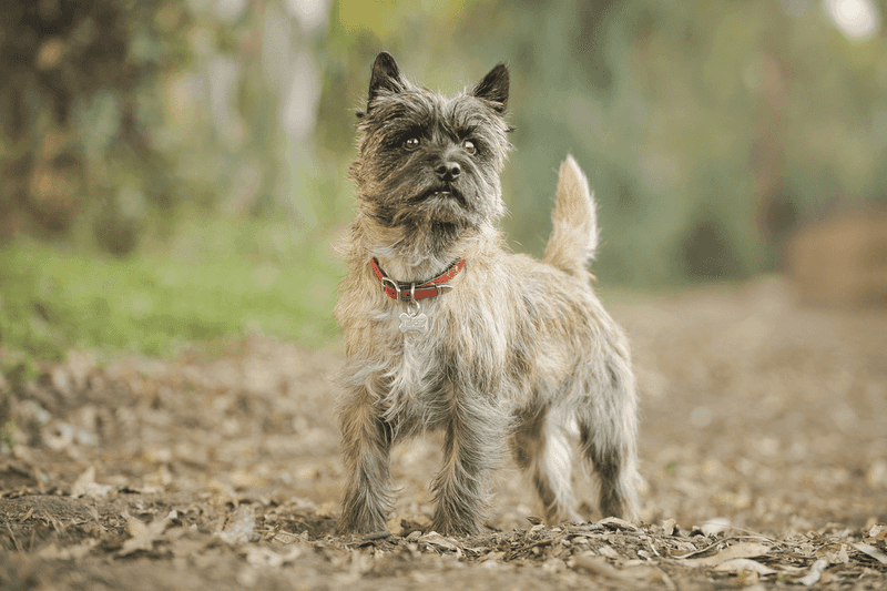 Cairn Terrier: Toto's Tough-As-Nails Cousins